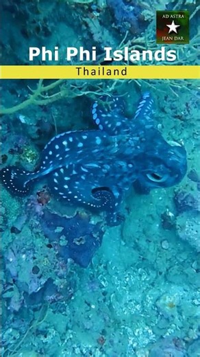 Incredible Diving at Phi Phi Islands, Thailand | 30 December 2025