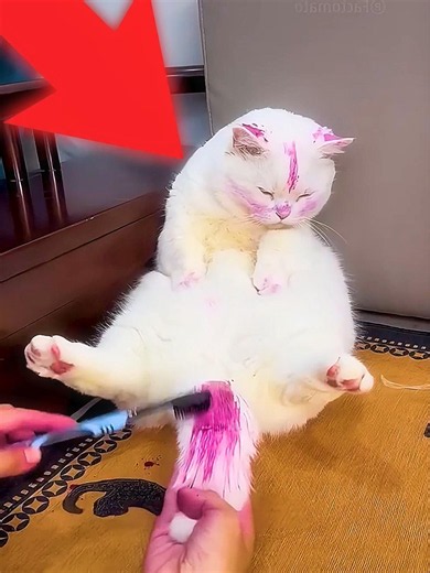 Purple Cat Dream 💜🐱