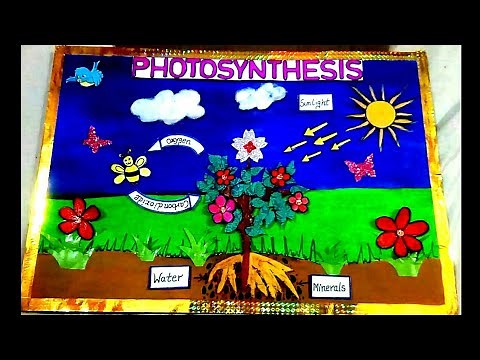 Photosynthesis plant model 3d project/photosynthesis working model for science/photosynthesis model