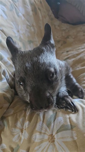 Good morning from Daisy 🧡 This gorgeous little rabbit is incredibly camera shy which is why I haven't given you many updates. She's going so well and continues to exceed expectations. She has completely recovered from her tummy surgery and now gets around the entire house which is a miracle. We were told that her knees are not compatible with life yet I have no doubt that one day, she will be able to move out into her own quiet part of the sanctuary. Daisy has survived against insurmountable od