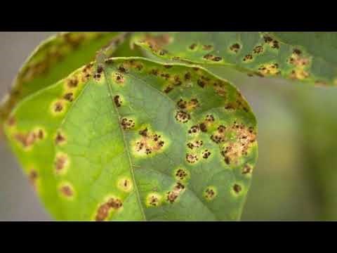 Bean | Fungal | Diseases | Management