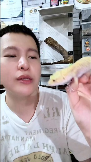 Need more information about Leopard Geckos? 🦎 here's the pinned post Link: https://www.facebook.com/share/p/1CeTiDt5dU/ #tangerinemadnezzz #leopardgeckos #exoticpets | TANGERINE MADNEZZZ