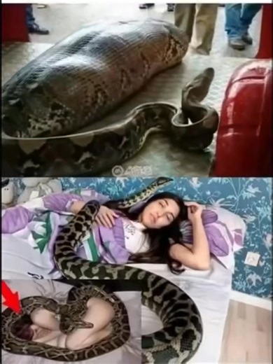 Woman slept with her python every night until the vet showed her a surprising ... See more | Animals World