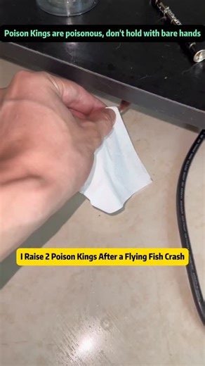 Animaltalkz on Instagram: "A Flying Fish Crash, Poison Kings, and the Weirdest Aquarium Day Ever Today turned into one of the strangest and saddest aquarium moments I've ever experienced. A fish with butterfly-like wings somehow launched itself out of the tank for the very first time. What shocked me even more was that this fish never 'flew' before - it always walked using its tiny legs inside the aquarium. Watching a fish walk, then suddenly attempt flight, feels unreal, almost like something y