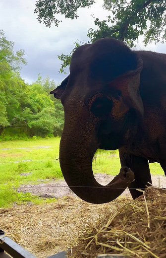 You guys always ask if she makes noise, well listen to her trying to get my attention because im paying attention to phyllis and the baby peacocks! 😂 #e#elephante#elephantoasise#elephantgirli#interspeciesfamilym#multispeciesherda#animalwelfares#savethespeciese#elephanttiktok