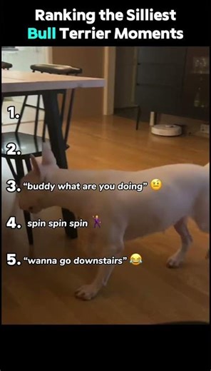 Ranking the Silliest Bull Terrier Moments 😂 #dog #dogshorts #ranking #youtubeshorts
