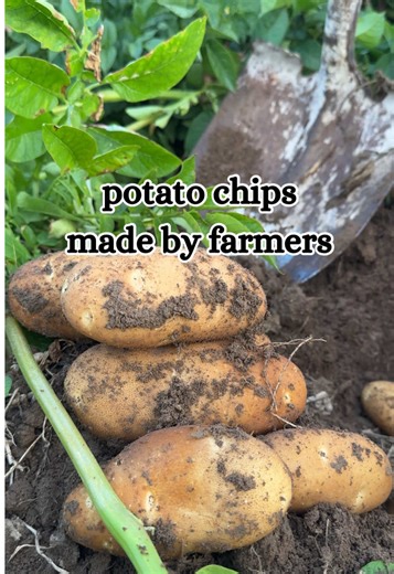 Do you want the only potato chip made by farmers? Then you want ROOTS POTATO CHIPS! Farm fresh. No junk. No seed oils. Only the best quality potato chips for your salty snack needs. 👏🥔❤️ ➡️ Link to rootschips.com in our bio. There you will find a store locator page and chips. #familyfarm #healthysnacks #avocadooil #tallow #idaho