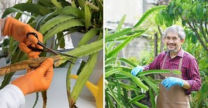 How To Trim Cactuses: Step by Step Guide