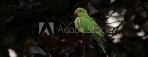 A rose-ringed parakeet (Psittacula krameri) also known as the ringneck parrot or the Kramer parrot sitting on a branch of a tree and flying away