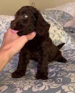 3.6K views · 134 reactions | Gorgeous girl  One of our Spoodles puppies who has a lovely home ☺️ | Designer K9 Breeders | Facebook