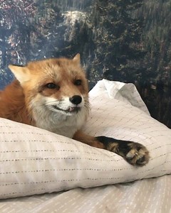 No fox given. | Juniper Fox