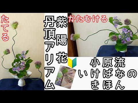 🔰【小原流 基本の生け花】いけばな小原流 花意匠 たてるかたち かたむけるかたち 丹頂アリアム アジサイ 紫陽花 始めよういけばな レッスン！
