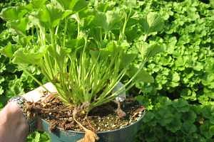 Prevent ethylene and carbon monoxide from occurring in your greenhouse