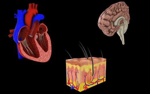 科研绘图—人体医学绘图分享