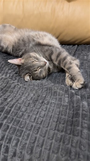 The Jelovic‘s👫🏽🐶 on Instagram: "ANUBIS💙 #savethedogsbih #thejelovics"