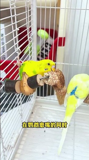 Bird Cage Setup Ideas 🐦 | DIY Parrot Toy Arrangement #shortsPerfect Bird Cage Toy