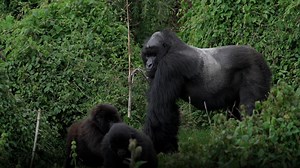 395K views · 2K reactions | Rwanda, often known as the "Land of a Thousand Hills", offers unique experiences in one of the world's most amazing countries. It is blessed with extraordinary biodiversity, with incredible wildlife including the magnificent gorillas living throughout its volcanoes, rainforest and sweeping plains. Book your next adventure with Qatar Airways Holidays and get ready for a journey like no other. | Qatar Airways | Facebook