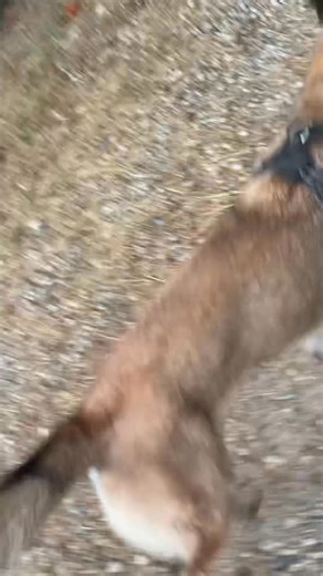 Vip dog sitting on Reels