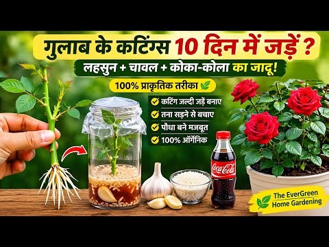Nursery Secret For Rose Cuttings Root in 10 Days!🌹| 100% Natural DIY Organic Method For Fast Rooting