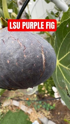 LSU PURPLE FIG #figtree