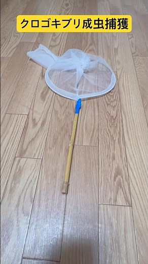 クロゴキブリ成虫捕獲！ #ゴキブリ #クロゴキブリ #クロゴキブリ成虫 #害虫 #不快害虫 #衛生害虫 #モストップ #害虫防除技術研究所