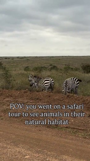 Zebra Mating Season Drama in South Africa | Kruger National Park