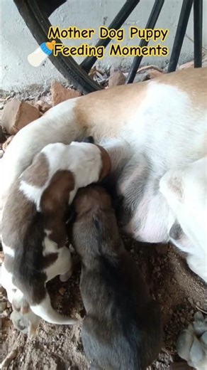 🍼Mother Dog Puppy Feeding Moments #dog #puppy #shorts