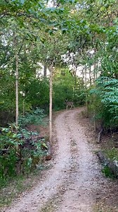Good morning, deer. Good morning, chipmunk. Good morning, fish. Good morning, everyone! 🥰 | Lori Foster