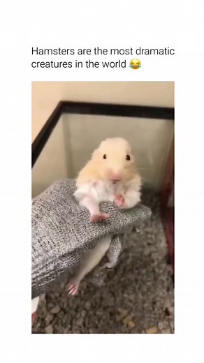 Dramatic Hamster Memes Compilation