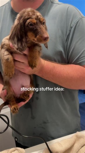 You know you want to👀 inspired by @Fig the Mini Dachshund🎀 #minidachshund #chocolatedapple #dappledachshund #puppy