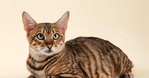 Qui est le chat Toyger, véritable tigre miniature ?