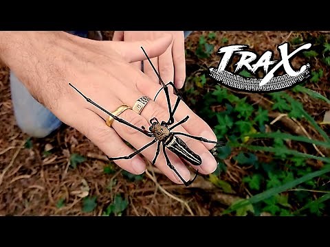 Giant Orb-weaver Spider in Taiwan