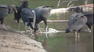 Flock of Black Vultures (Coragyps atratus) fighting for food