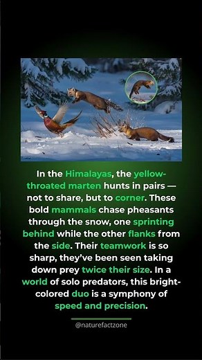 Team hunters of the Himalayas. Yellow-throated martens hunt together to trap faster prey in snow.