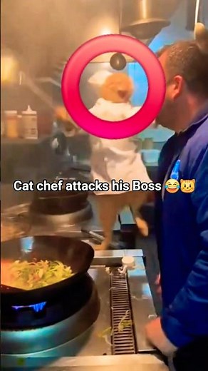 Cat Chef Attacks His Boss 😂🍳 You Won't Believe What Happens!