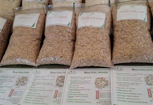 Kalro develops four new rice varieties to boost yields and climate resilience