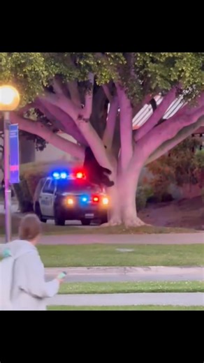 John Palminteri | The California Black Bear on the UC Santa Barbara campus yesterday has left the school grounds. It has been spotted this morning on More... | Instagram