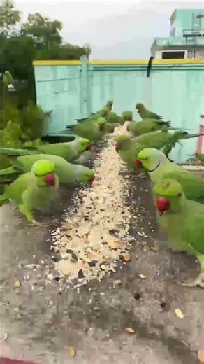 Lovely 🥰 green parrots 🦜 talking and exchange 🦜🦜🦜🎉🎉
