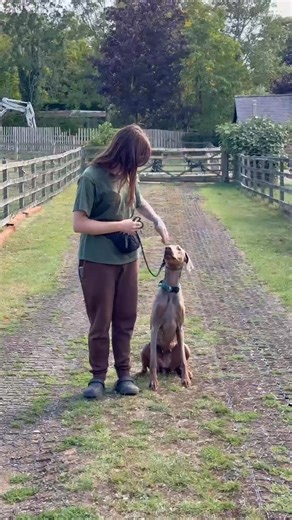 2.8K views · 73 reactions | Heeling with Lola  Lola is looking for a home via Lincs Dobermann Rescue, you can submit an application on their website! | insync K9 | Facebook