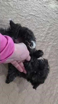 Meet Candy female 8 week old Havamslt