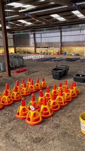 👀 More lots for auction on Saturday 18th October | Norwich Livestock Market Ltd.