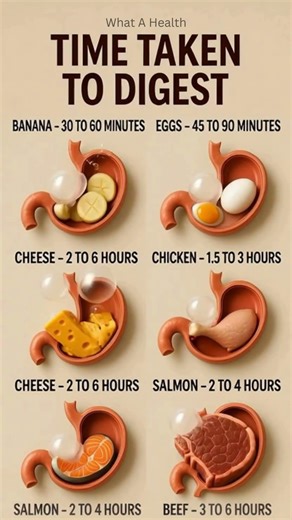 Digestion Time Comparison — Your Stomach Works Fast! #health #shorts