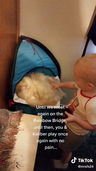 #kittyrescue #rainbowbridge Until we meet again, you came to us when you had no other place after loosing your owners. We showed you life was better being loved by so many vs hiding under a bed. We hope you lived a great life with us.