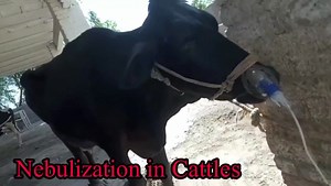 Nebulization in Cattles for lungs problems. | vet Muhammad Usman