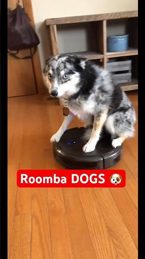 Roomba Dogs 🐶 ‪@TheJessiiShow‬