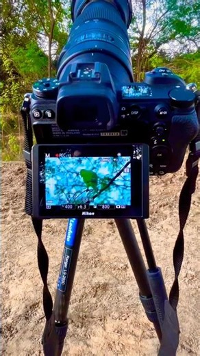 Nikon Z7ii with Sigma 150-600mm Lens | Wildlife and Bird Photography #shorts #capturedbypiyush