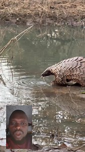 Owebulia this animal is called Akabo in my language what about you what is it called in your own language #followersreelsfypシ゚viralシfypシ゚viralシ please share like and comment | Michael & Family Page