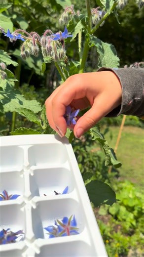 Annual reminder💡: Grow borage so you can make your drinks extra fancy this summer. Seeds are available in our catalog. 🧊 ⬇️ ~ Borage is a versatile, edible flower known for centuries to dispel melancholy and enhance mood. It grows very easily in the garden and we plant it throughout our vegetable beds as a companion plant. Bees adore borage and the plant will be humming with activity all summer. Borage plants generally grow to about 24” tall and are about the same size in width. You might noti