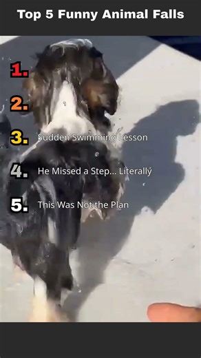 Top 5 Funny Animal Falls