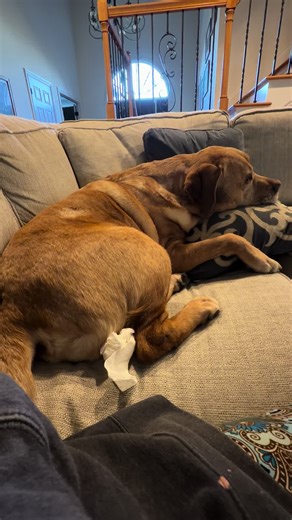 Someone ate too much food the other night. He’s still working it out. #dogfart #petsitterlife #labrador